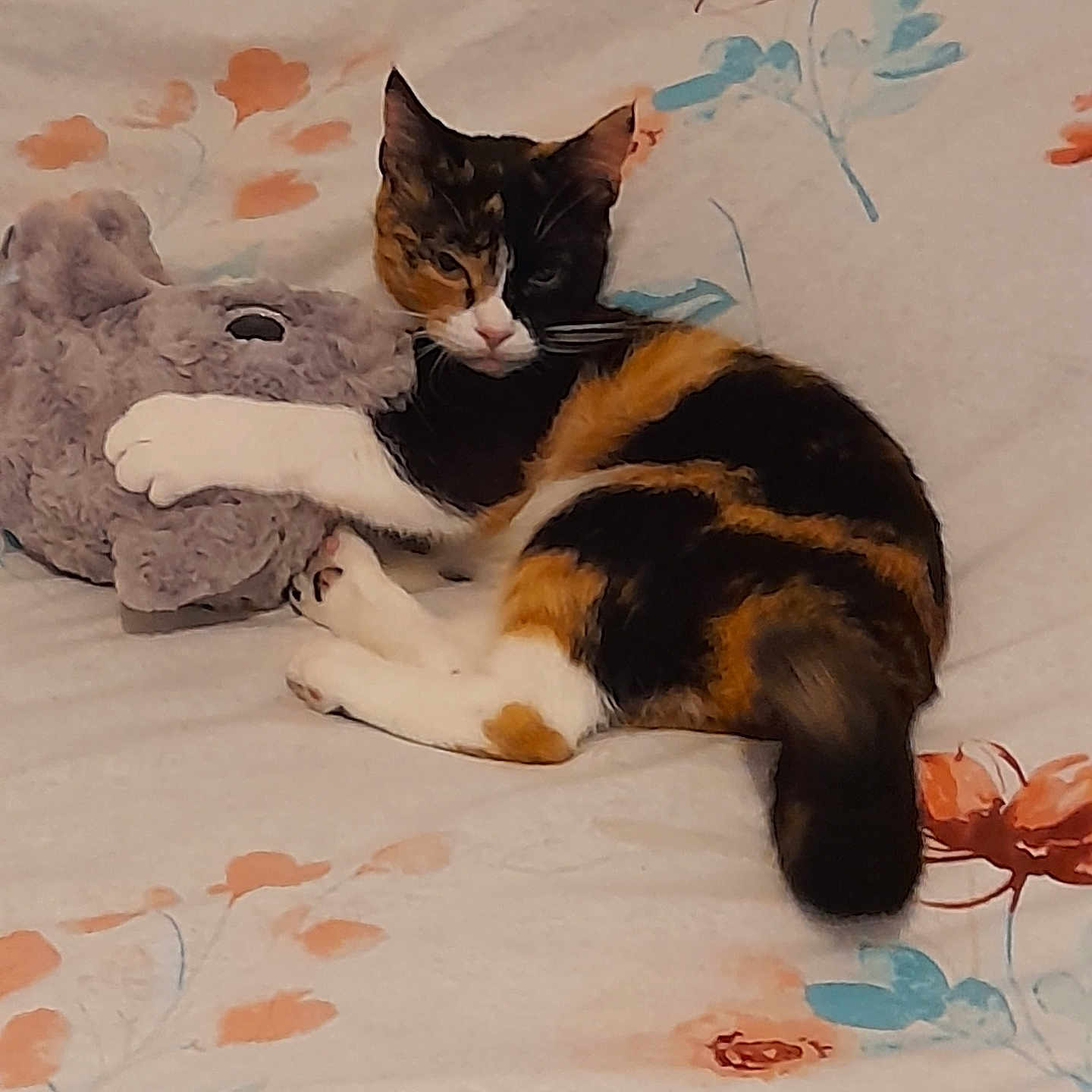 Maya a rejoint le concours — aidez-le/la à gagner de superbes lots ! abyssinian, animal, art, bed, blanket, cat, couch, cushion, flower, furniture, homedecor, kitten, manx, painting, person, pet, plant, quilt, rose, sleeping