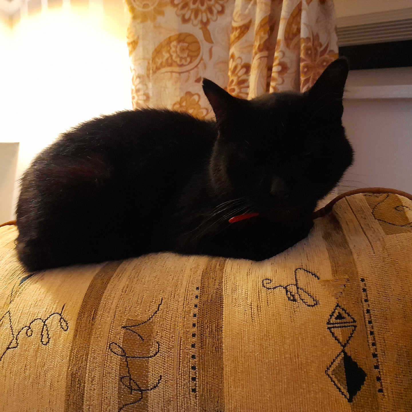 Blacky