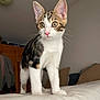 cat, kitten, tabby, indoor, curious, alert, pink_nose, white_fur, brown_fur, ears, whiskers, furniture, cushions, bed, soft_surface, young_cat, pet, animal, cute, domestic