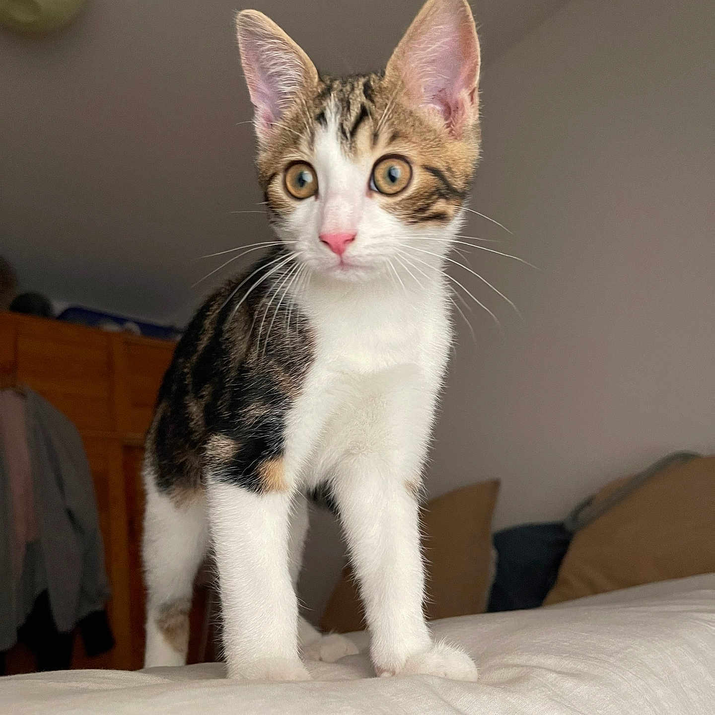 Marley participe au concours pour gagner de l'argent avec cette photo : alert, animal, bed, brown_fur, cat, curious, cushions, cute, domestic, ears, furniture, indoor, kitten, pet, pink_nose, soft_surface, tabby, whiskers, white_fur, young_cat