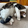 cat, feline, pet, sleeping, curled_up, paw, white_fur, tabby_fur, tail, cozy, resting, indoor, blanket, wooden_furniture, shelf, domestic_animal, cute, relaxed, pink_paw_pads, fur