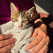 Marley a rejoint le concours — aidez-le/la à gagner de superbes lots ! animal, care, cat, closeup, comfort, cute, domestic, fingers, fur, hands, human, indoor, kitten, pet, pink_nose, resting, shadow, snug, sunlight, towel