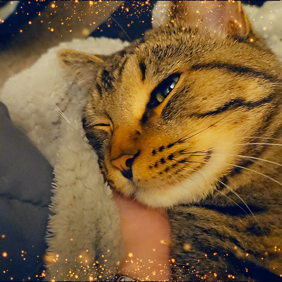 Hank is registered to the contest to win money with this photo: abyssinian, animal, blanket, bodypart, cat, couch, face, finger, furniture, hand, happy, head, kitten, manx, panther, person, pet, siamese, sleeping, smile