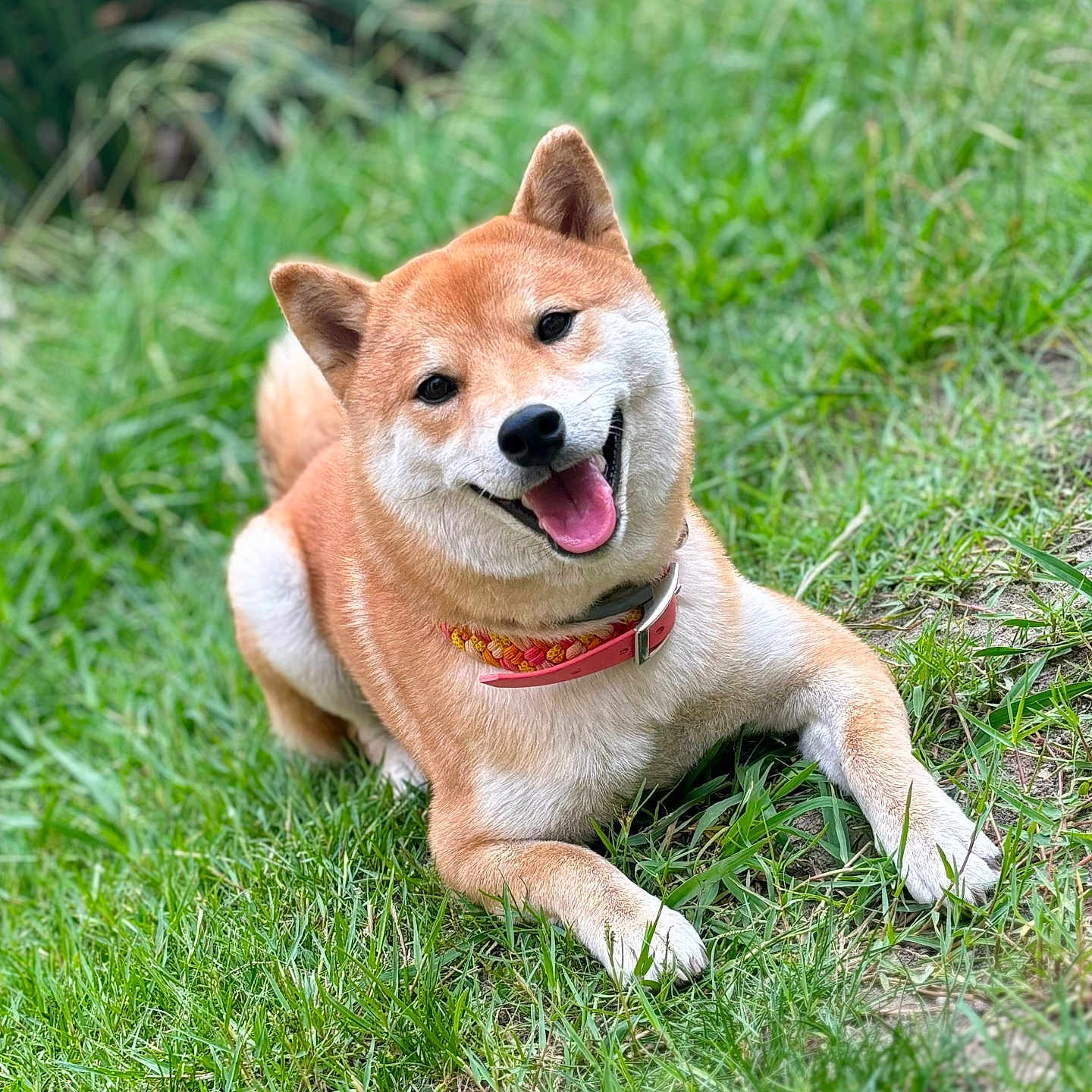 Uma participe au concours pour gagner de l'argent avec cette photo : accessories, animal, ball, canine, dog, field, football, grass, grassland, husky, lawn, nature, outdoors, pet, plant, puppy, soccer, soccerball, sport, strap