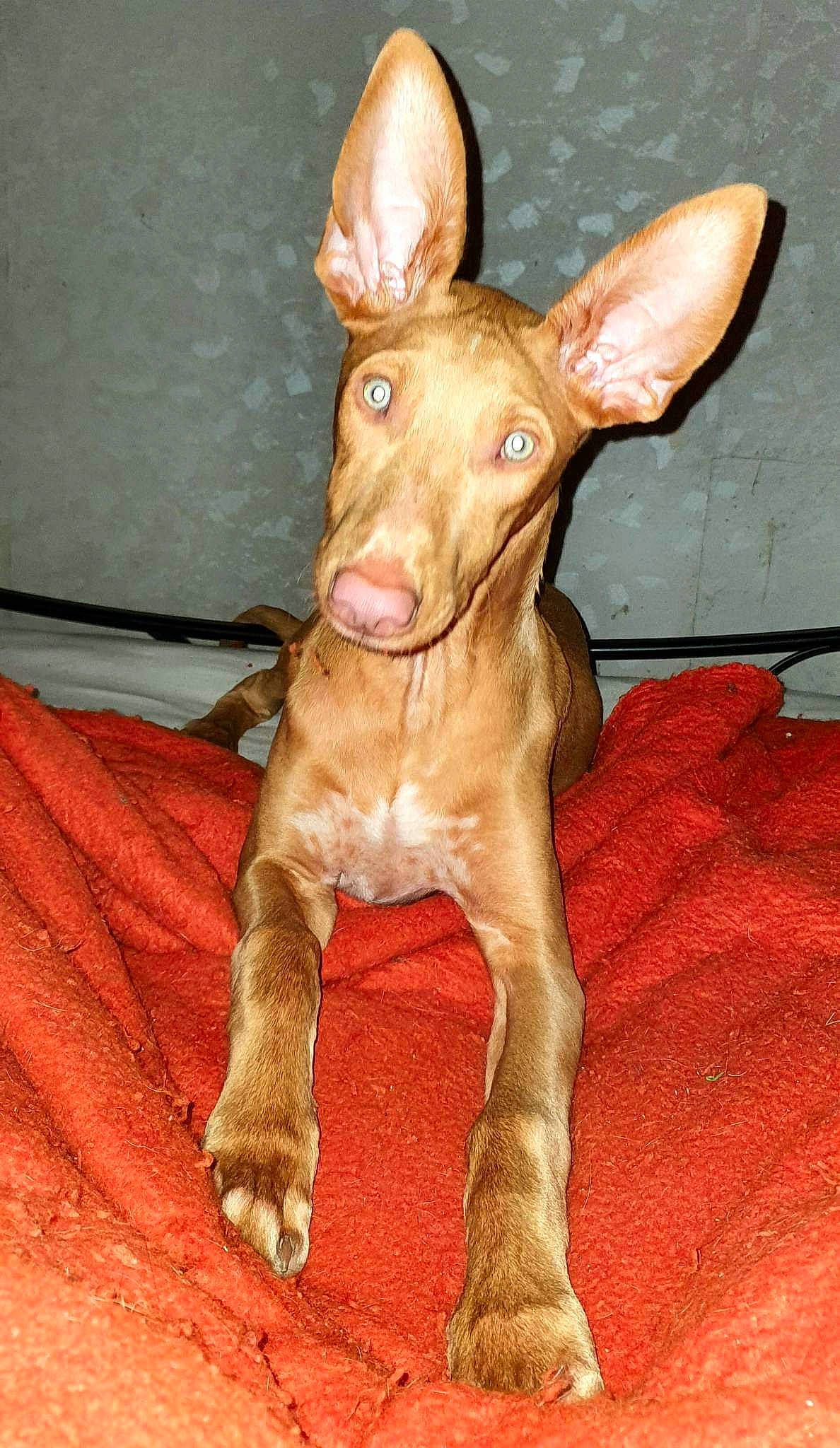 Tao participe au concours pour gagner de l'argent avec cette photo : canidae, carnivore, collar, companion_dog, dog, dog_breed, dog_collar, dog_supply, ear, fawn, liver, peach, snout, sporting_group, tail, terrestrial_animal, toy_dog, whiskers, wood, working_animal