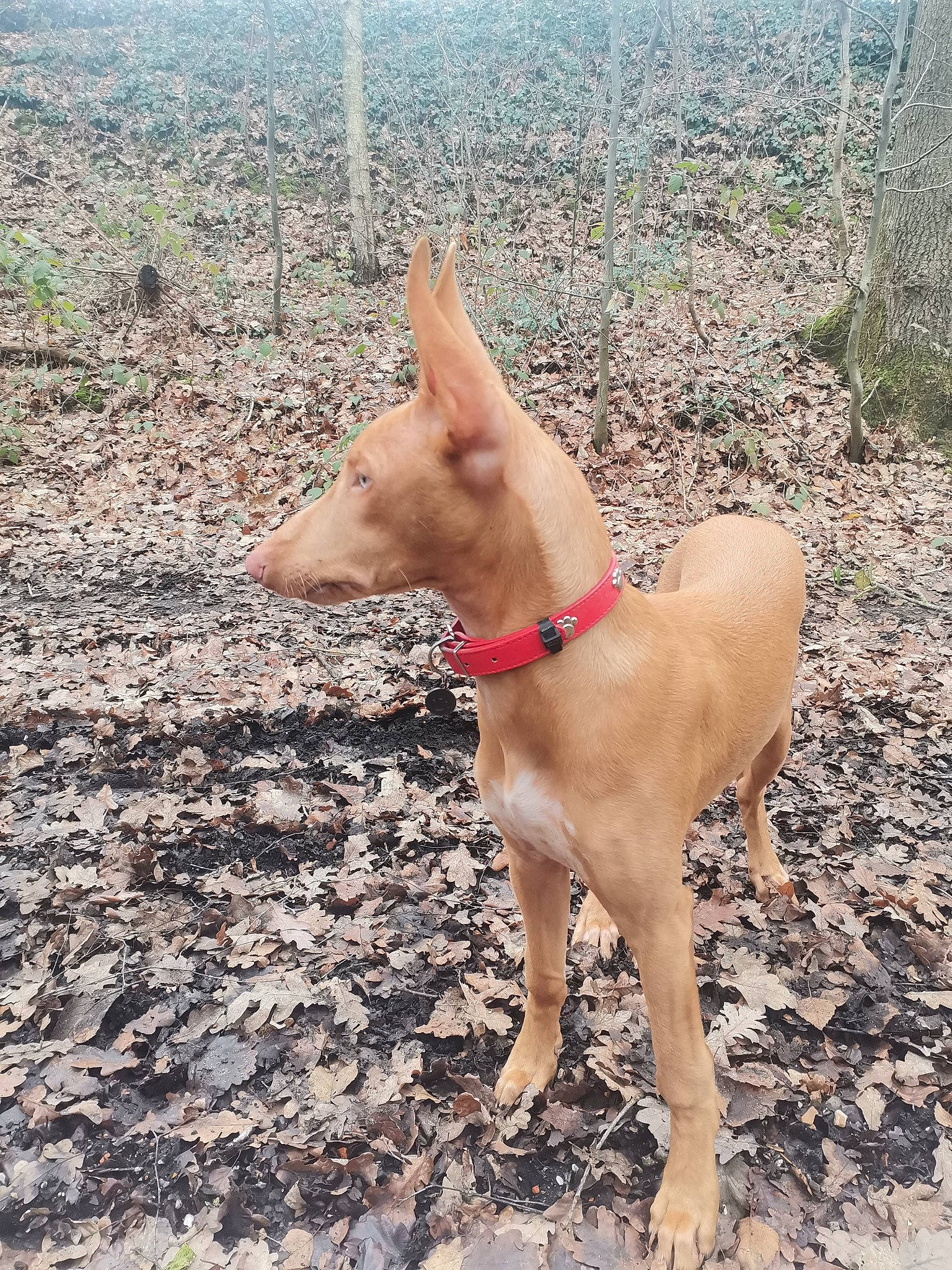 Tao participe au concours pour gagner de l'argent avec cette photo : canidae, carnivore, collar, companion_dog, dog, dog_breed, dog_collar, dog_supply, fawn, grass, hunting_dog, liver, non_sporting_group, plant, snout, soil, sporting_group, tail, terrestrial_animal, working_animal