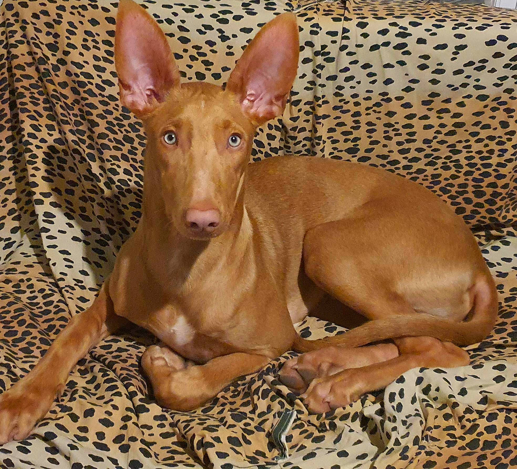 Tao a rejoint le concours — aidez-le/la à gagner de superbes lots ! carnivore, dog_breed, ear, fawn, liver, snout, terrestrial_animal, throat, whiskers, wood