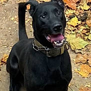 Squirt is registered to the contest to win money with this photo: dog, black_dog, pet, animal, canine, collar, outdoor, autumn, leaves, happy, tongue_out, ears_up, sitting, portrait, nature, wood, ground, playful, friendly, cute