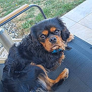 Dingo participe au concours pour gagner de l'argent avec cette photo : black_and_tan, blue_collar, brown_eyes, cavalier_king_charles_spaniel, chair, cute, dog, floppy_ears, fur, garden, grass, long_hair, lounging, outdoor, patio, paving_stones, pet, portrait, relaxed, sitting