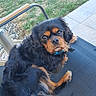 black_and_tan, blue_collar, brown_eyes, cavalier_king_charles_spaniel, chair, cute, dog, floppy_ears, fur, garden, grass, long_hair, lounging, outdoor, patio, paving_stones, pet, portrait, relaxed, sitting