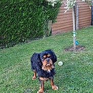 Dingo a rejoint le concours — aidez-le/la à gagner de superbes lots ! alert, animal, black_dog, canine, cute, dog, fence, garden, grass, greenery, hedge, nature, outdoor, pet, playing, small_tree, tan_dog, tennis_ball, tree, yard