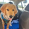 Cody joined the competition — help win amazing prizes! dog, puppy, golden_retriever, car, backseat, harness, blue, sunlight, window, seat, pet, canine, cute, animal, fur, tongue, young, indoor, travel, vehicle