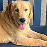 Cody is registered to the contest to win money with this photo: dog, golden_retriever, tongue_out, bench, blue_bench, relaxed, pet, animal, fur, canine, portrait, resting, outdoor, closeup, paw, ears, friendly, cute, companion, domestic_animal