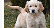 Cody joined the competition — help win amazing prizes! golden_retriever, puppy, dog, grass, outdoor, animal, cute, pet, young, profile, webpage, text, male, golden, standing, fur, ears, tail, nature, portrait