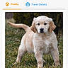 golden_retriever, puppy, dog, grass, outdoor, animal, cute, pet, young, profile, webpage, text, male, golden, standing, fur, ears, tail, nature, portrait