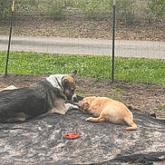 Cody is registered to the contest to win money with this photo: dog, outdoor, grass, fence, black_tarp, toy, resting, animal, nature, greenery, canine, companion, pet, yard, road, playful, friendship, relaxing, brown_dog, black_and_tan_dog