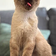 Apple participe au concours pour gagner de l'argent avec cette photo : animal, carpet, cat, curious, cute, domestic, ears, eyes, feline, fur, indoor, kitten, paws, pet, portrait, siamese, sitting, tongue_out, whiskers, young