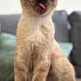animal, carpet, cat, curious, cute, domestic, ears, eyes, feline, fur, indoor, kitten, paws, pet, portrait, siamese, sitting, tongue_out, whiskers, young