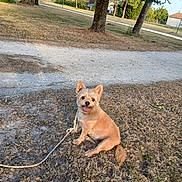 Cannelle a rejoint le concours — aidez-le/la à gagner de superbes lots ! dog, small_dog, outdoor, grass, path, tree, sunlight, leash, tongue_out, ears_up, park, happy, pet, animal, nature, summer, daytime, cute, sitting, brown_fur