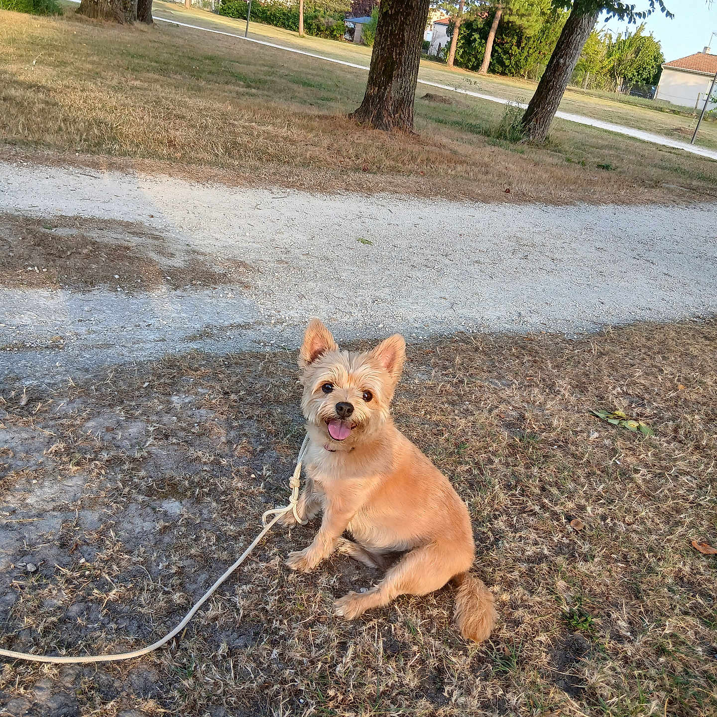 Cannelle a rejoint le concours — aidez-le/la à gagner de superbes lots ! dog, small_dog, outdoor, grass, path, tree, sunlight, leash, tongue_out, ears_up, park, happy, pet, animal, nature, summer, daytime, cute, sitting, brown_fur