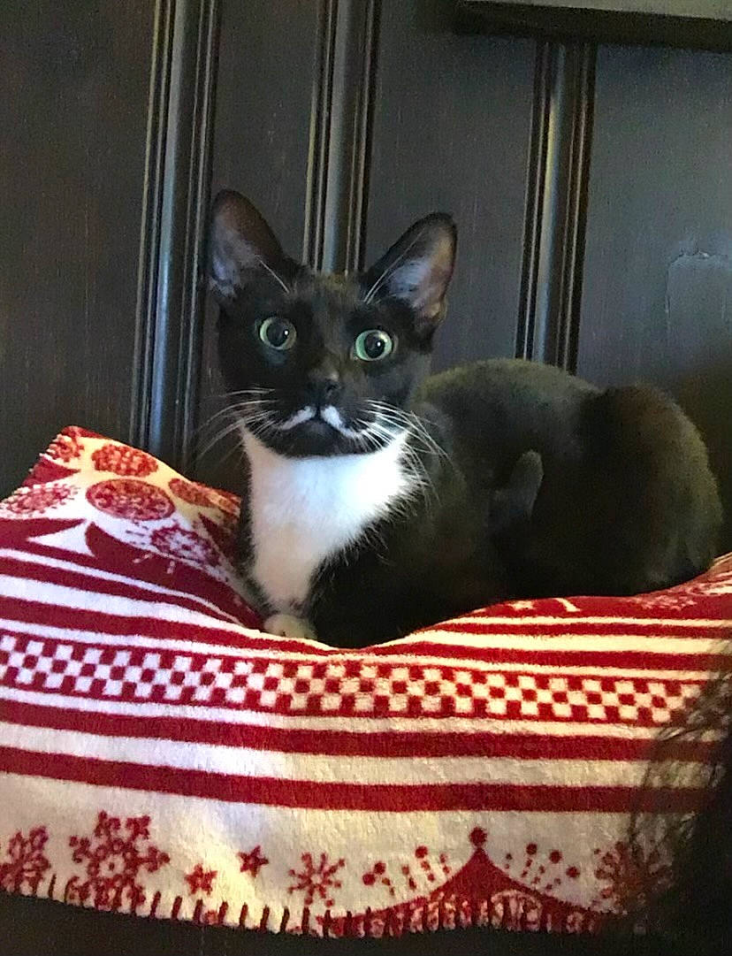 Joaquin is registered to the contest to win money with this photo: carnivore, cat, cat_supply, comfort, domestic_short_haired_cat, felidae, fur, linens, pattern, pet_supply, rectangle, room, sitting, small_to_medium_sized_cats, snout, tail, whiskers, window