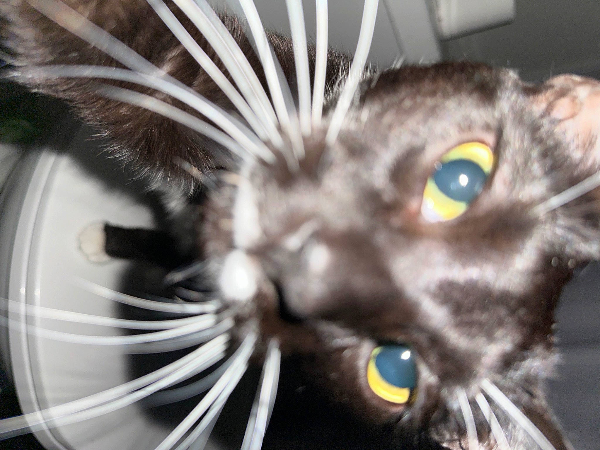 Joaquin joined the competition — help win amazing prizes! black_cat, carnivore, cat, claw, close_up, domestic_short_haired_cat, ear, eyelash, fang, felidae, fur, iris, macro_photography, organism, plant, small_to_medium_sized_cats, snout, terrestrial_animal, whiskers, wildlife