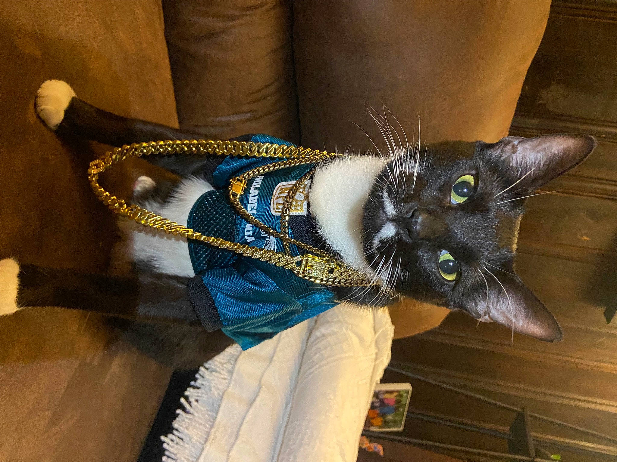 Joaquin is registered to the contest to win money with this photo: carnivore, cat, denim, domestic_short_haired_cat, door, electric_blue, fashion_accessory, felidae, foot, fur, human_leg, pattern, small_to_medium_sized_cats, tail, thigh, waist, whiskers