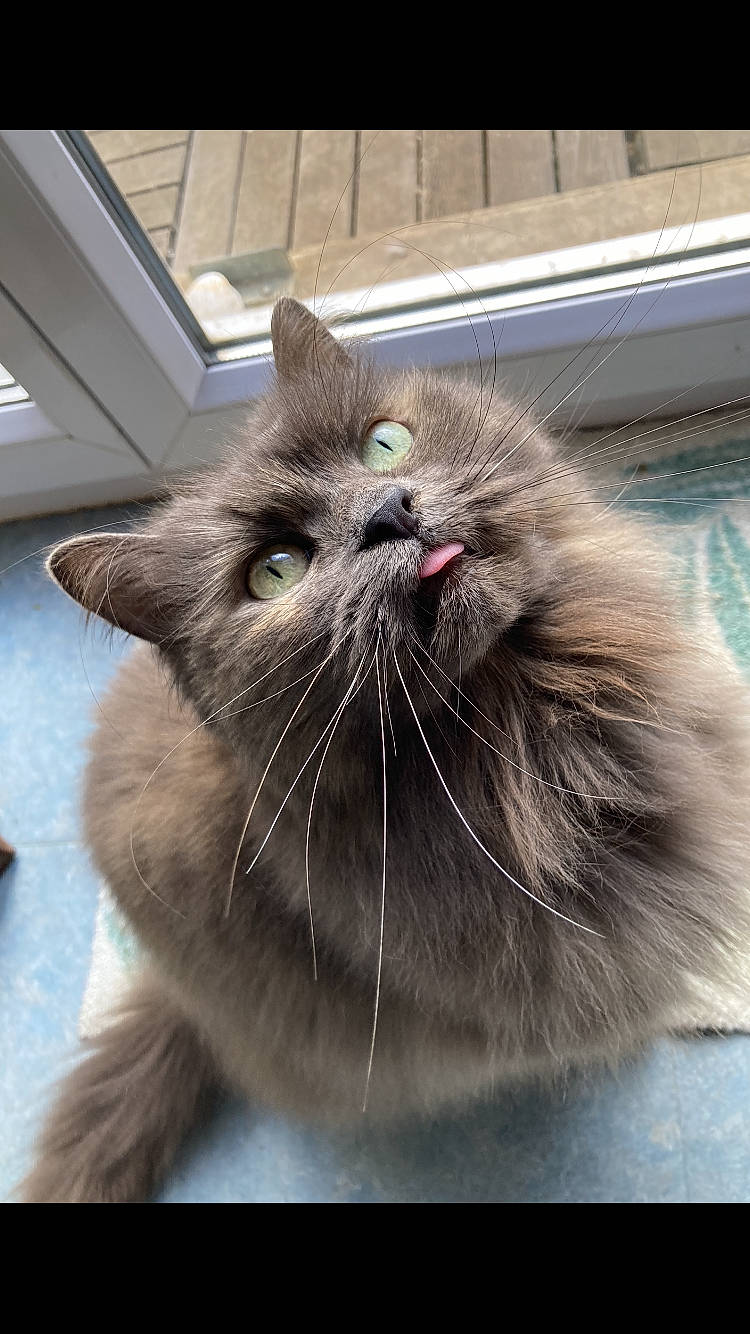 Gribouille a rejoint le concours — aidez-le/la à gagner de superbes lots ! carnivore, cat, claw, domestic_short_haired_cat, fawn, felidae, fur, mammal, paw, small_to_medium_sized_cats, snout, tail, terrestrial_animal, whiskers