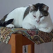 Patchouille participe au concours pour gagner de l'argent avec cette photo : cat, feline, pet, animal, resting, stool, wooden_furniture, patterned_fabric, indoor, relaxed, sleepy, white_cat, tabby, paw, tail, close_up, domestic_animal, quiet, calm, soft_lighting