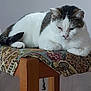 cat, feline, pet, animal, resting, stool, wooden_furniture, patterned_fabric, indoor, relaxed, sleepy, white_cat, tabby, paw, tail, close_up, domestic_animal, quiet, calm, soft_lighting