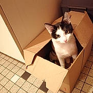 Kiki participe au concours pour gagner de l'argent avec cette photo : cat, cardboard_box, curious, indoor, pet, floor_tiles, black_and_white, animal, cute, whiskers, ears, feline, looking_up, box, domestic, home, playful, kitten, sitting, light