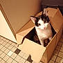 cat, cardboard_box, curious, indoor, pet, floor_tiles, black_and_white, animal, cute, whiskers, ears, feline, looking_up, box, domestic, home, playful, kitten, sitting, light