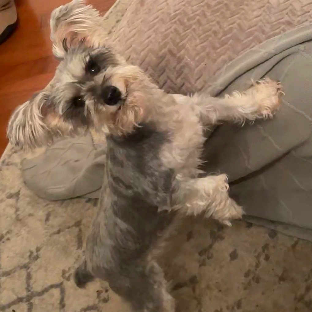 Heifer joined the competition — help win amazing prizes! dog, miniature_schnauzer, pet, indoor, carpet, dog_bed, curious, standing, fur, ears, tail, floor, cozy, looking_up, animal, companion, domestic, cute, friendly, small_dog