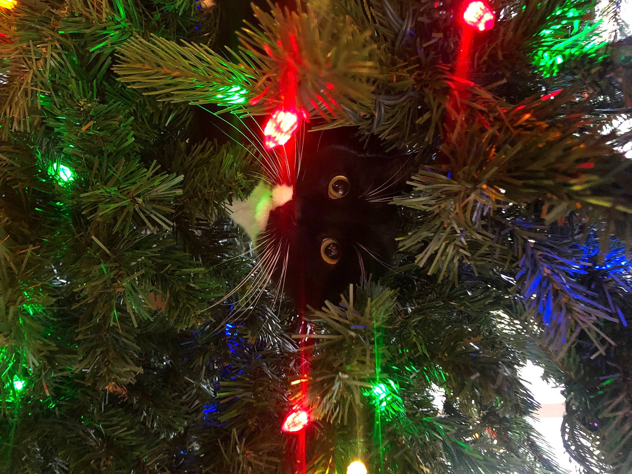 Bugsy joined the competition — help win amazing prizes! branch, christmas, christmas_decoration, christmas_eve, christmas_ornament, christmas_tree, electric_blue, event, evergreen, green, holiday, holiday_ornament, larch, light, midnight, organism, ornament, terrestrial_plant, vegetation, woody_plant