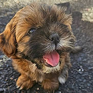 Baya participe au concours pour gagner de l'argent avec cette photo : dog, puppy, small_dog, fluffy, brown_fur, black_fur, long_hair, cute, happy, smiling, open_mouth, tongue_out, sitting, outdoor, pavement, portrait, close_up, pet, animal, ai_generated