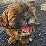 dog, puppy, small_dog, fluffy, brown_fur, black_fur, long_hair, cute, happy, smiling, open_mouth, tongue_out, sitting, outdoor, pavement, portrait, close_up, pet, animal, ai_generated