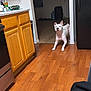 animal, appliance, black_spot, cabinet, canine, countertop, dog, domestic, doorway, floor, flooring, home, indoor, kitchen, pet, playful, stretching, white_dog, wooden_cabinets, wooden_floor