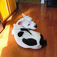 Zeus is registered to the contest to win money with this photo: animal, black_spots, canine, curled_up, dog, domestic_animal, ears, flooring, fur, home, indoor, kitchen, looking_back, pet, quiet, resting, snout, sunlight, white_dog, wooden_floor