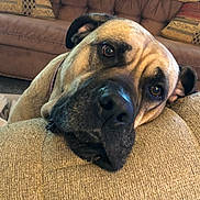 Nala is registered to the contest to win money with this photo: dog, pet, sofa, cushion, indoor, brown, resting, closeup, face, ears, eyes, fur, comfort, relaxed, home, animal, portrait, cozy, living_room, expression