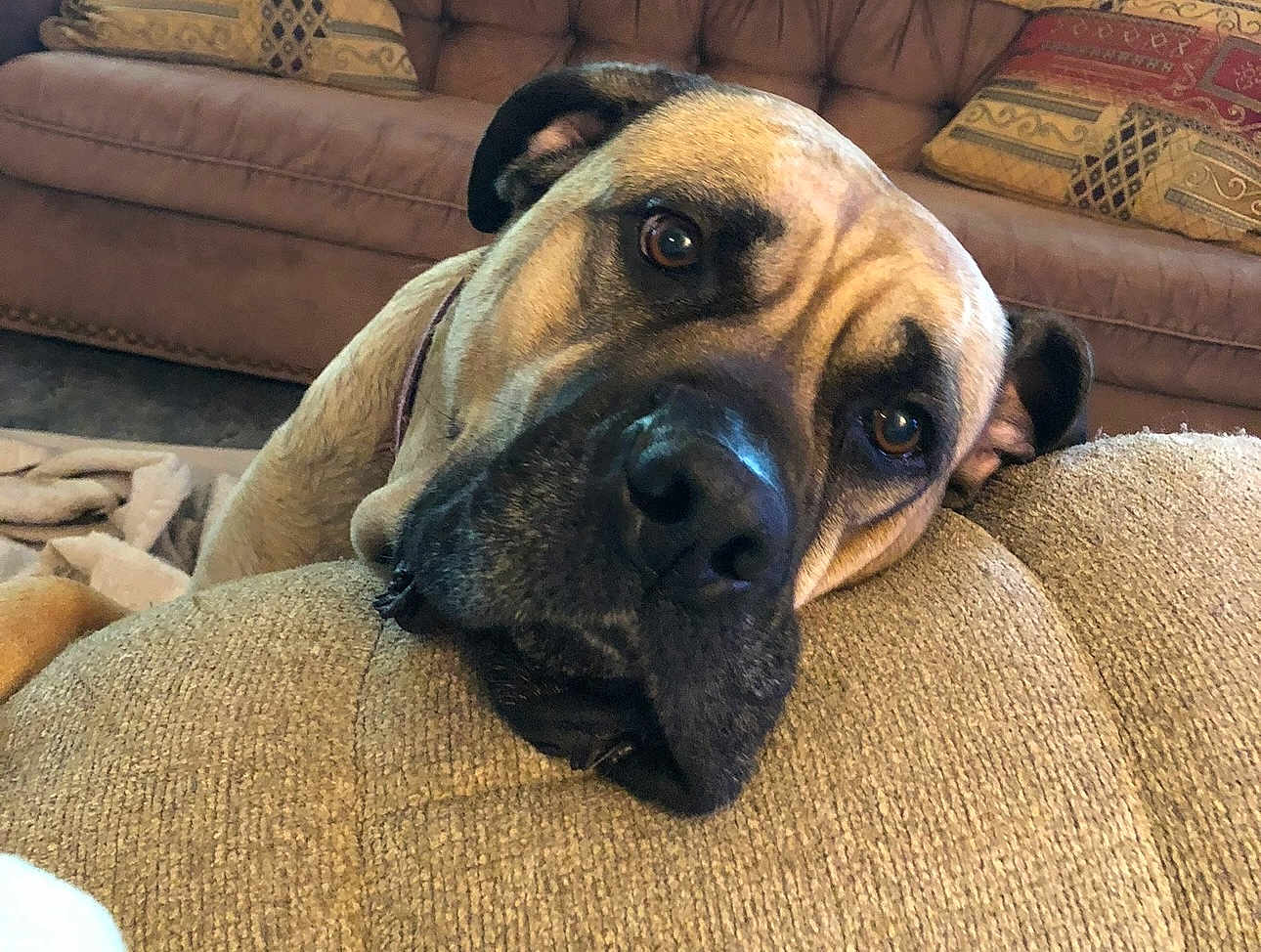 Nala is registered to the contest to win money with this photo: dog, pet, sofa, cushion, indoor, brown, resting, closeup, face, ears, eyes, fur, comfort, relaxed, home, animal, portrait, cozy, living_room, expression