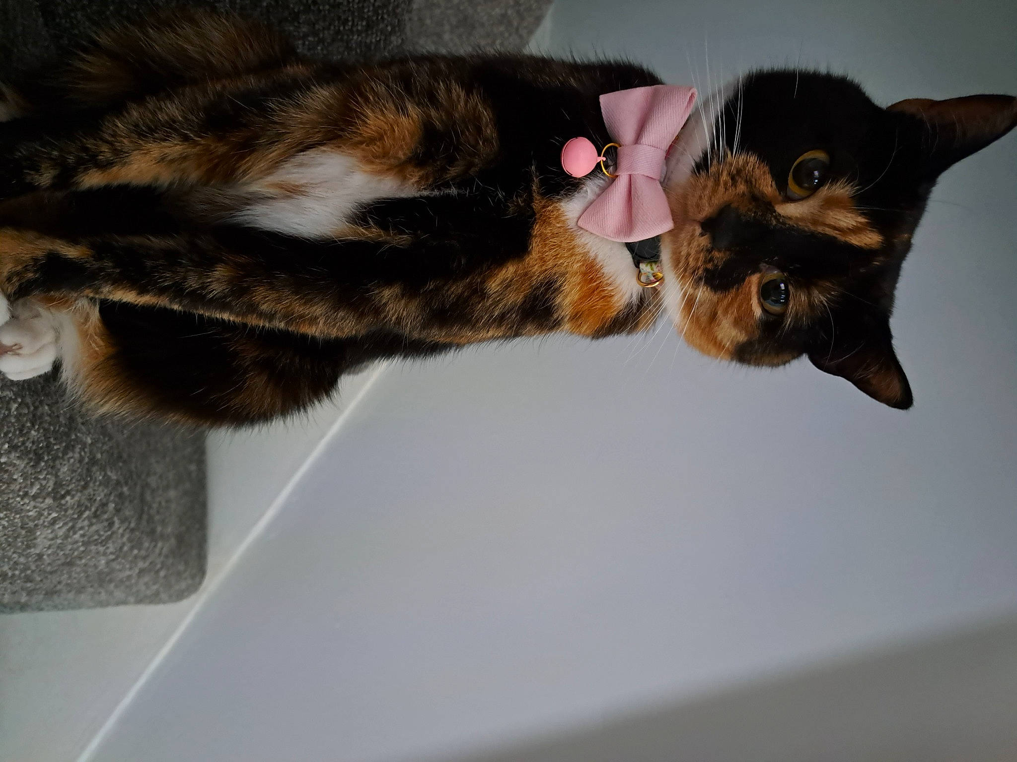 Kiera joined the competition — help win amazing prizes! carnivore, cat, claw, domestic_short_haired_cat, ear, felidae, fur, paw, plant, small_to_medium_sized_cats, snout, tail, whiskers