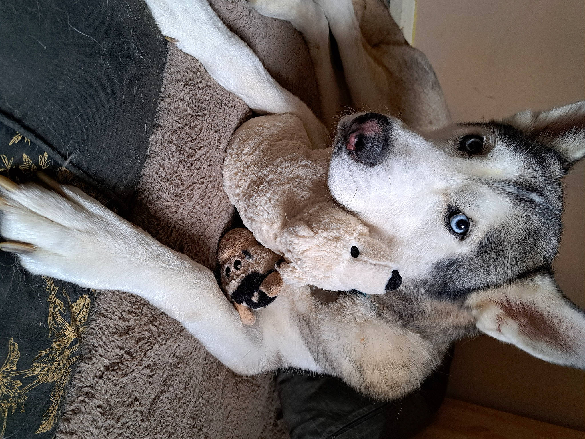 Brutus is registered to the contest to win money with this photo: ancient_dog_breeds, canidae, carnivore, comfort, companion_dog, dog, dog_breed, dog_collar, fawn, fur, gesture, grey, human_leg, non_sporting_group, paw, siberian_husky, sporting_group, whiskers, working_animal, working_dog