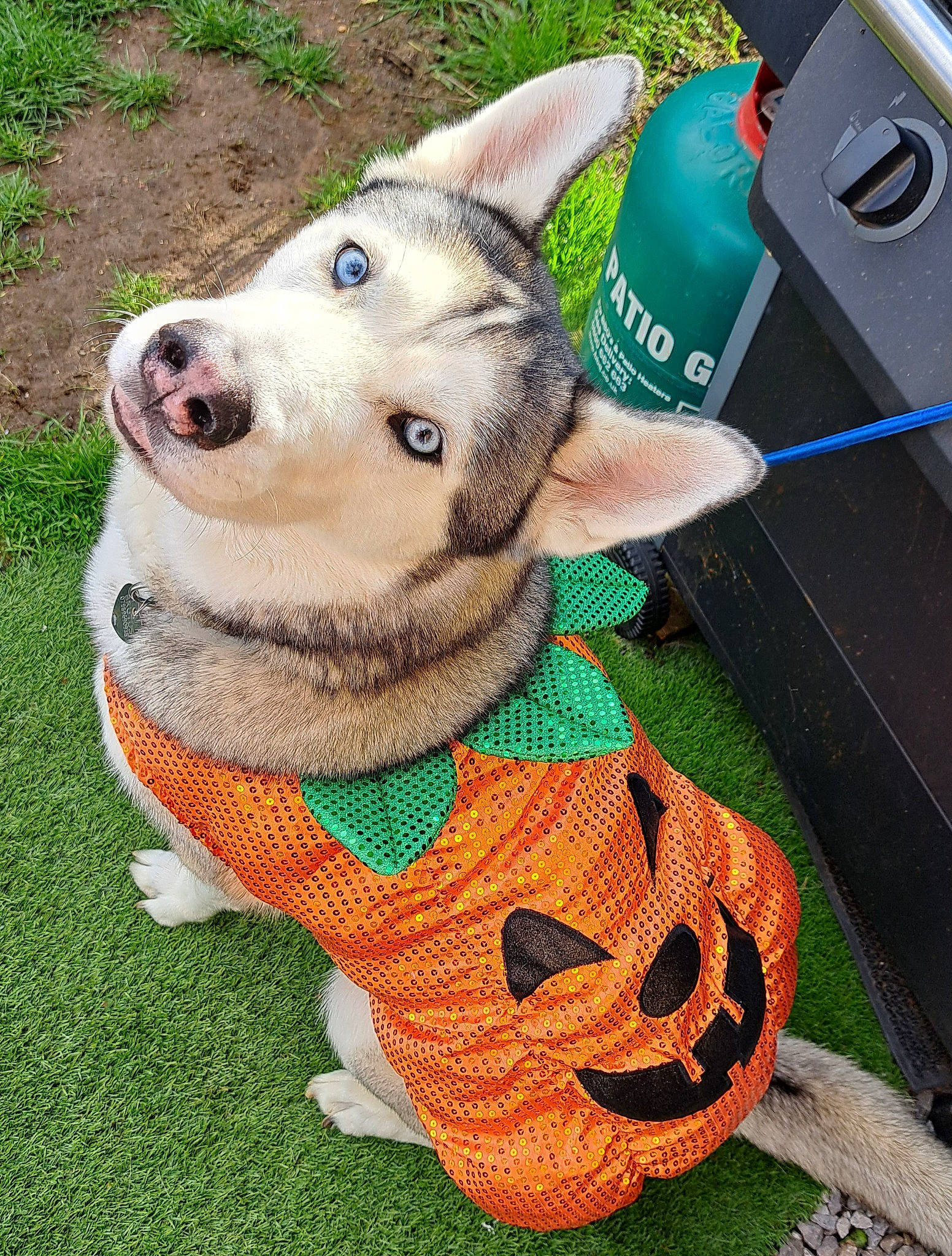 Brutus joined the competition — help win amazing prizes! art, calabaza, carnivore, collar, companion_dog, dog, dog_breed, dog_collar, dog_supply, fashion_accessory, fawn, grass, lawn_ornament, leash, party_hat, pet_supply, snout, sporting_group, whiskers, working_animal