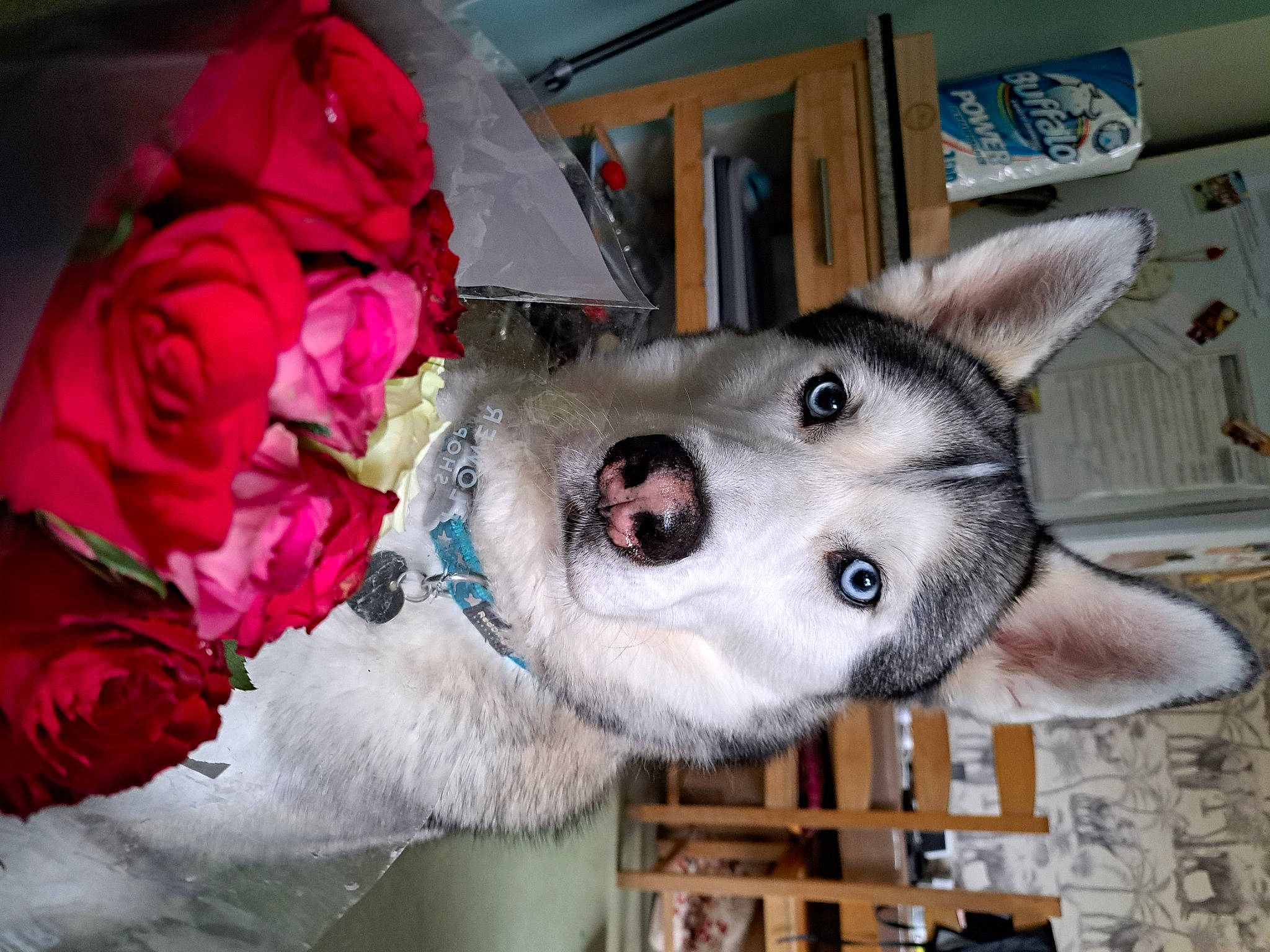 Brutus is registered to the contest to win money with this photo: canidae, canis, carnivore, collar, companion_dog, dog, dog_breed, dog_supply, fashion_accessory, fur, jaw, non_sporting_group, party_hat, snout, sporting_group, whiskers, wolf, working_animal, working_dog