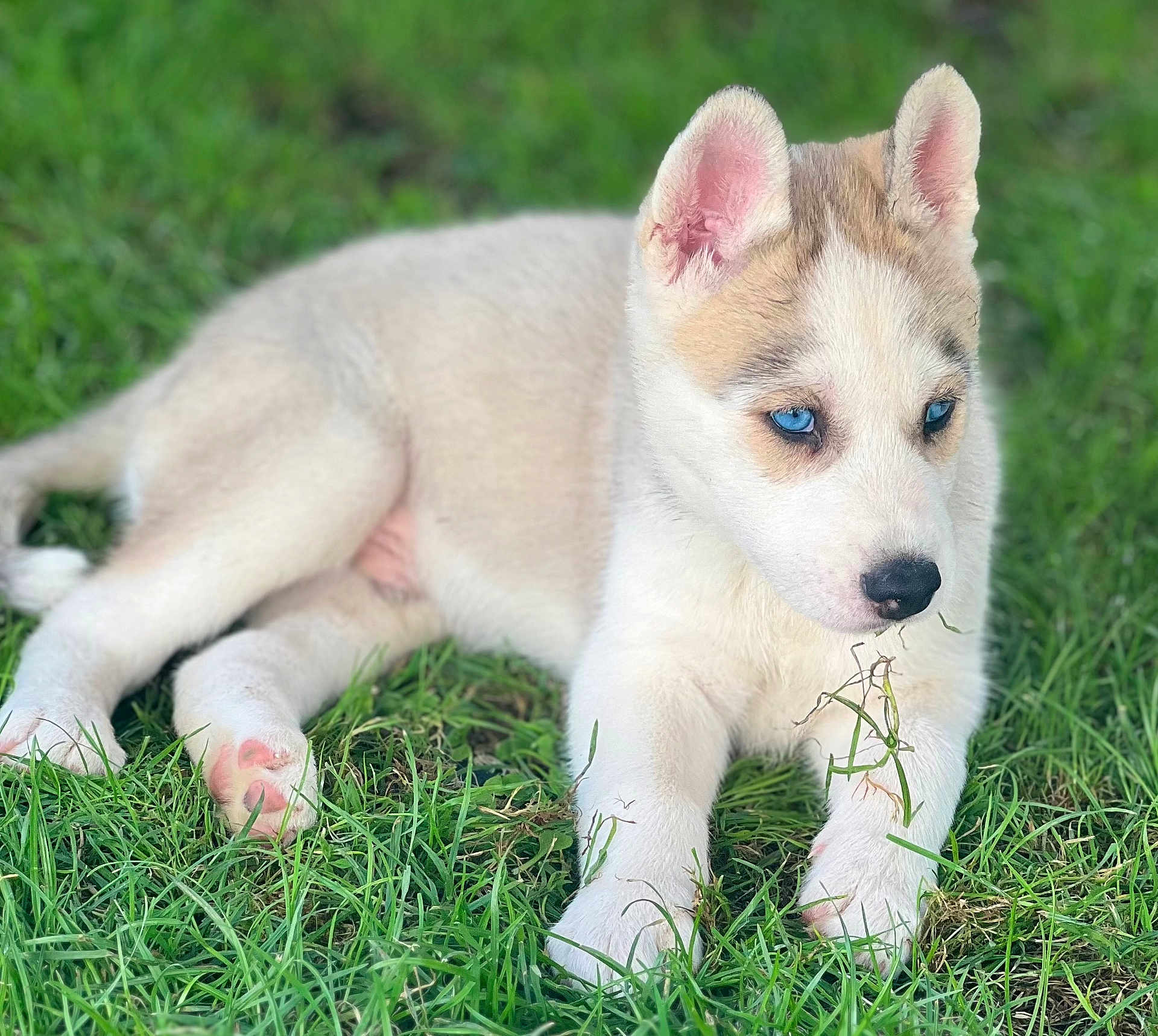Venom a rejoint le concours — aidez-le/la à gagner de superbes lots ! animal, ball, canine, dog, eskimodog, field, football, grass, grassland, husky, lawn, nature, pet, plant, puppy, snout, soccer, soccerball, sport, whitedog