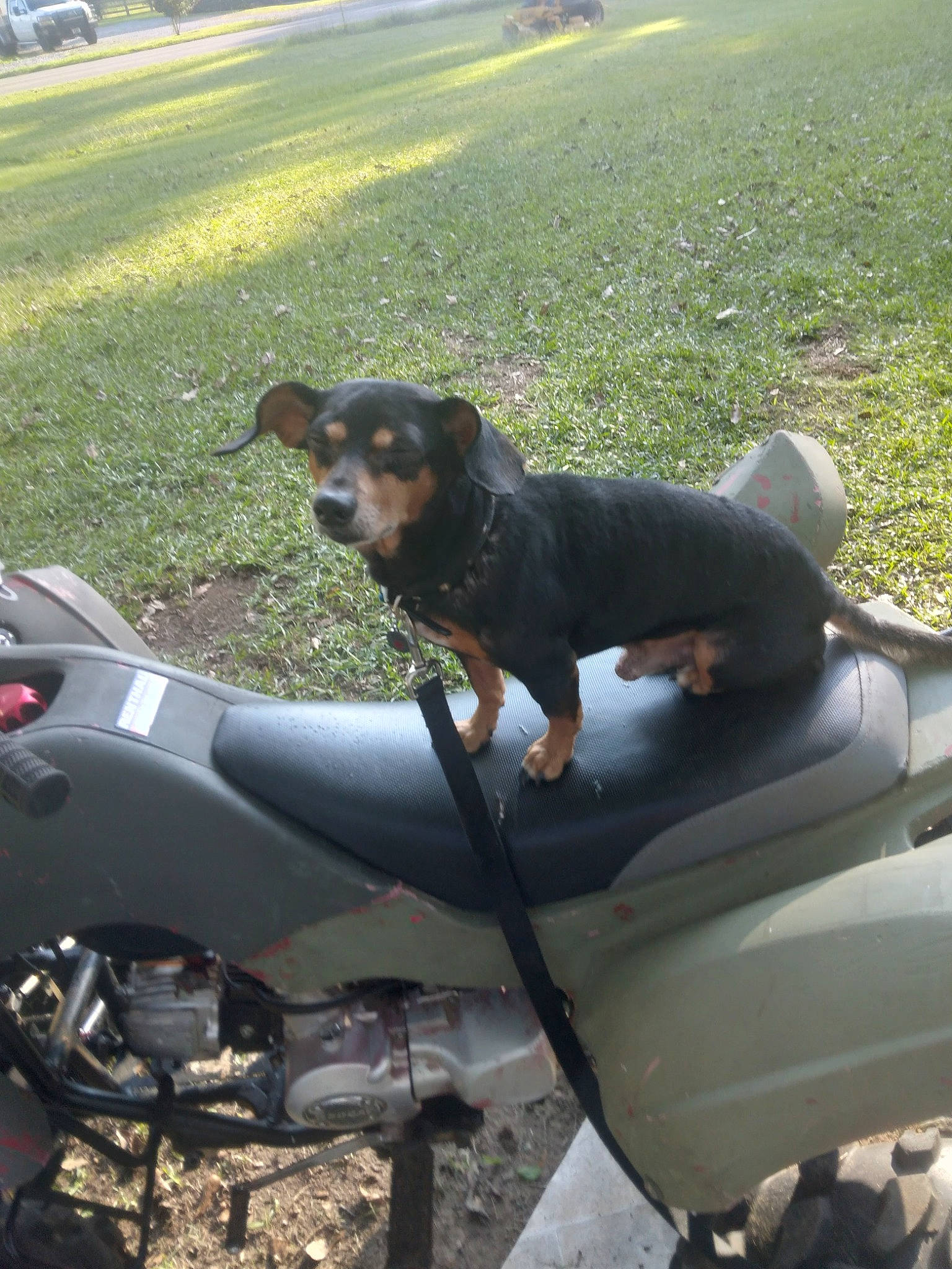 Bacon joined the competition — help win amazing prizes! automotive_exterior, automotive_lighting, automotive_tire, canidae, carnivore, collar, companion_dog, dog, dog_breed, fender, grass, landscape, motor_vehicle, plant, sporting_group, tire, vehicle, wheel, windshield, working_animal