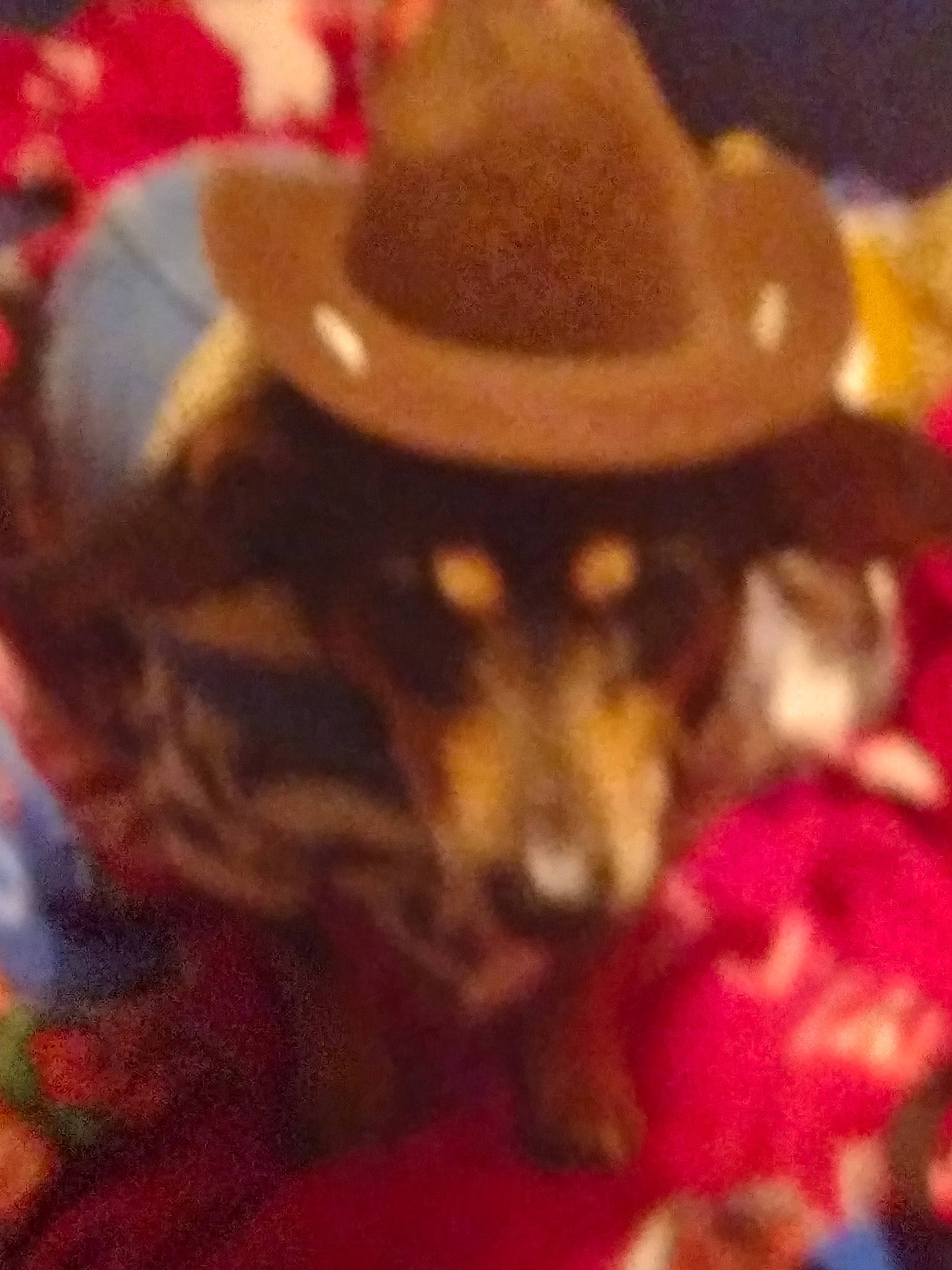 Bacon joined the competition — help win amazing prizes! canidae, carnivore, cloud, companion_dog, costume_hat, cowboy_hat, dog, dog_breed, event, fashion_accessory, fawn, fedora, fur, happy, hat, magenta, petal, selfie, sombrero, sun_hat