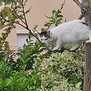 Viana a rejoint le concours — aidez-le/la à gagner de superbes lots ! cat, feline, white_cat, gray_markings, fluffy, long_hair, animal, pet, outdoor, garden, tree, branch, leaves, plants, foliage, balancing, climbing, house, window, portrait