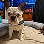 animal, bed, blanket, canine, collar, curious, curtain, dog, drape, french_bulldog, furniture, household, indoor, person_on_tv, pet, room, screen, television, watching, wood