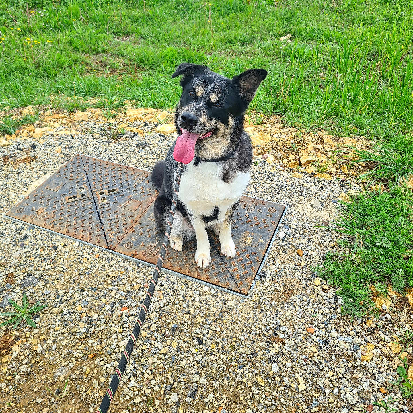 Saya a rejoint le concours — aidez-le/la à gagner de superbes lots ! accessories, animal, canine, dog, grass, herbal, herbs, husky, leash, nature, outdoors, park, path, pet, plant, puppy, rock, slate, soil, strap